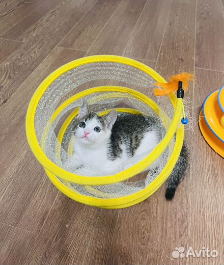 Маленький котенок ищет дом