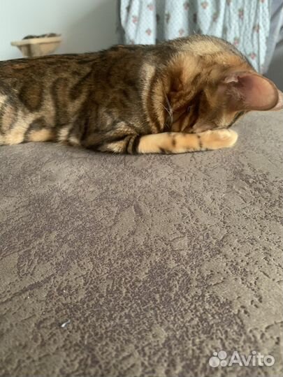 Бенгальская кошка с документами