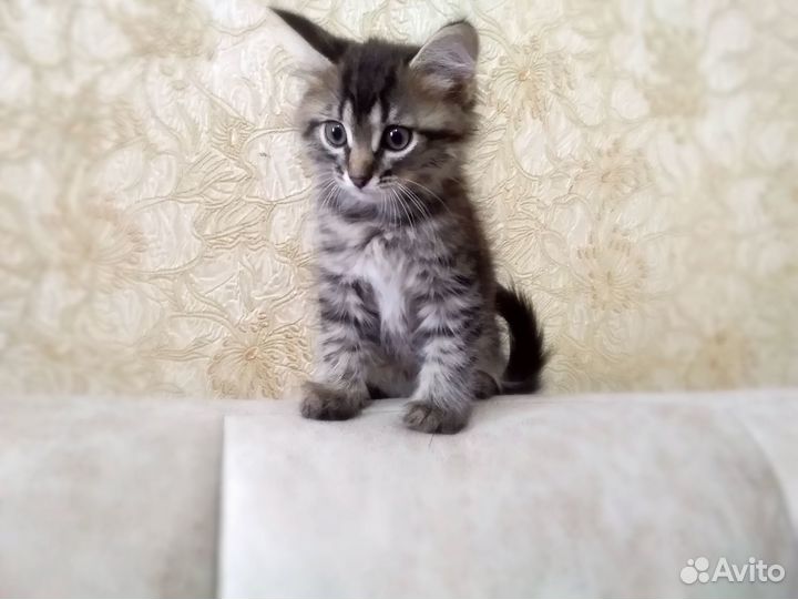 Экт.ситуация котята в добрые руки