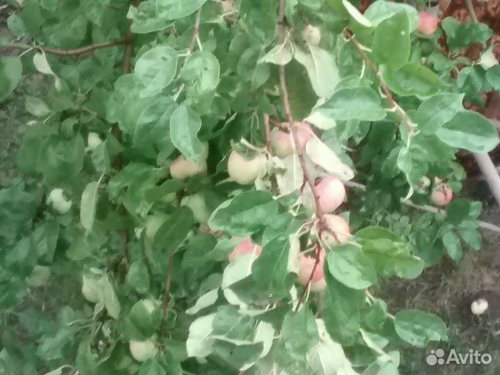 Яблоки деревенские