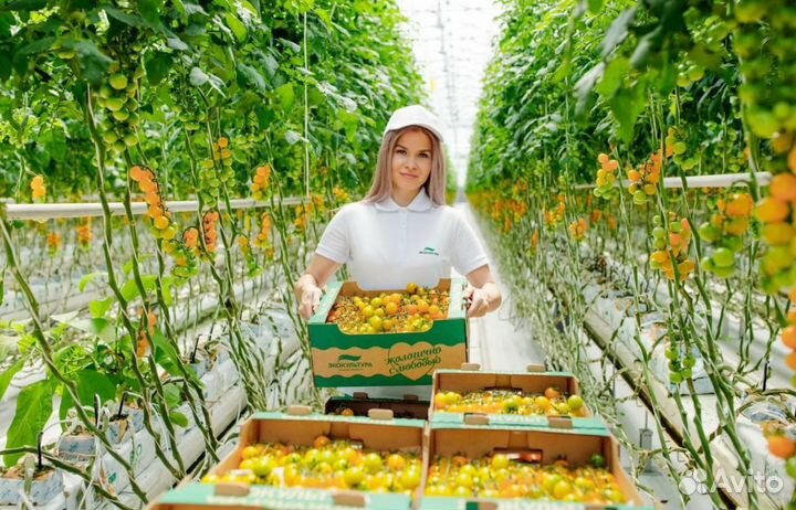 Вахта в Москве - Овощевод в Агрокомплекс на томаты