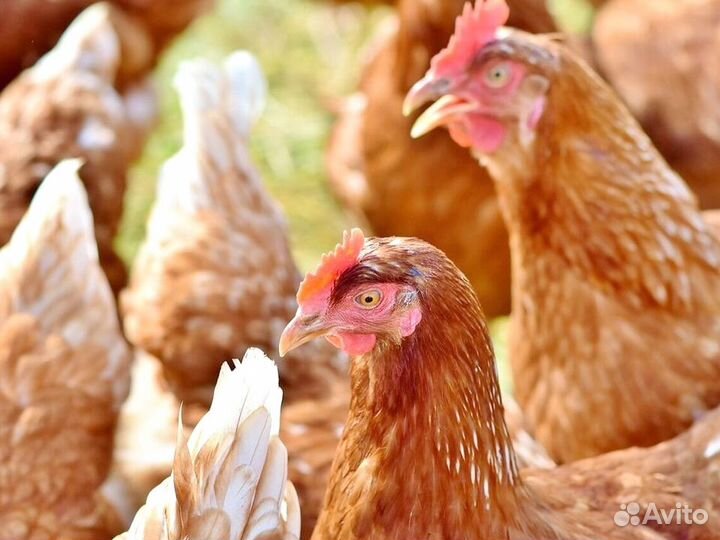 Куры Несушки, Бесплатная доставка