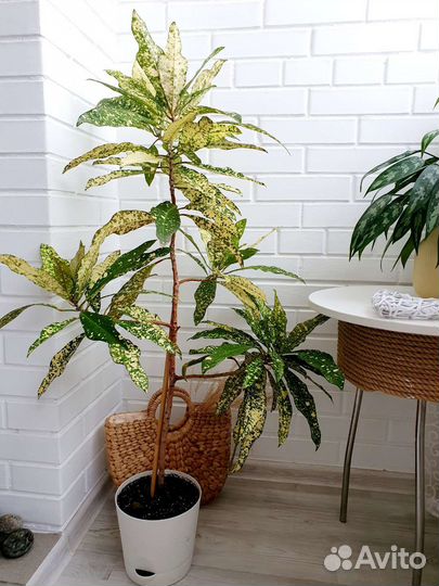 Кодиеум /Кротон Голден Сан