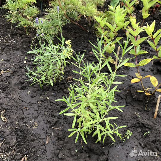 Лаванда саженцы