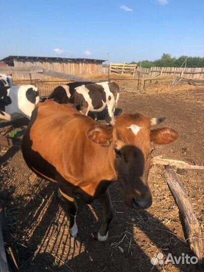 Коровы и телки