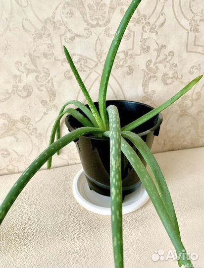 Алоэ лечебный с горшком цветы