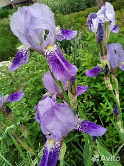 Ирисы