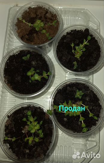 Крассула социалис