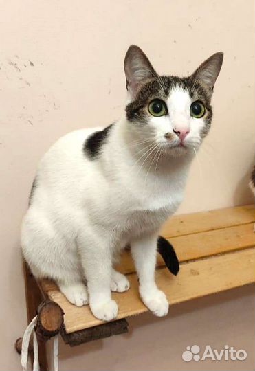 Нежная Бэль метис ориентала