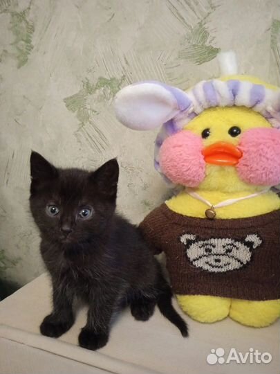 Черненький котенок, 1,5мес