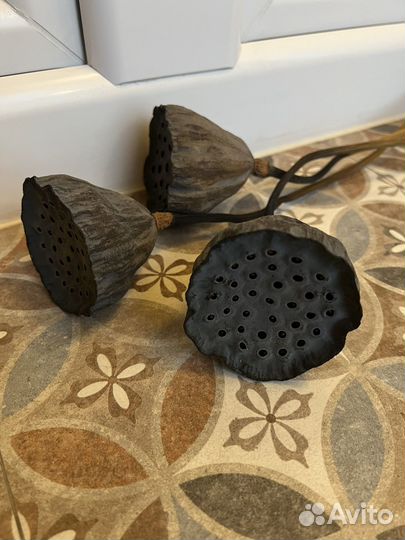 Лотос сухой коробочки