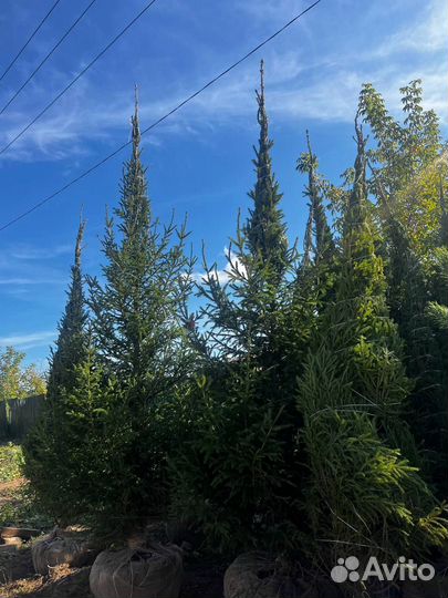 Ели и сосны 2,5 метра