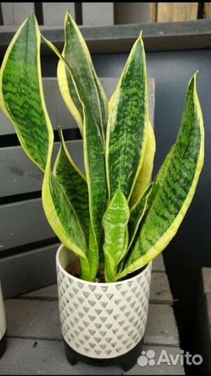 Сансевиерия 2 сорта