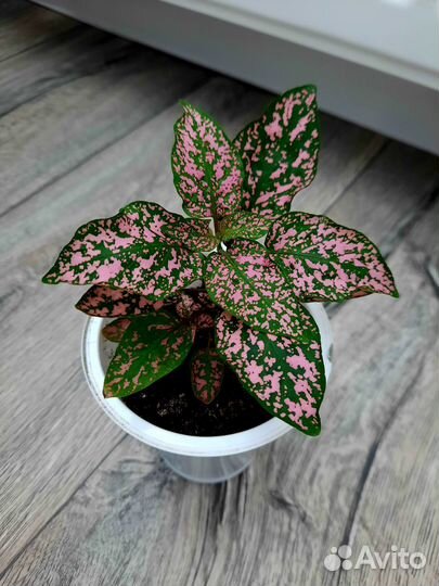 Комнатные цветы.Гипоэстес, Антуриум, Спатифиллум