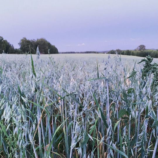 Дом 80 м² на участке 6 сот.