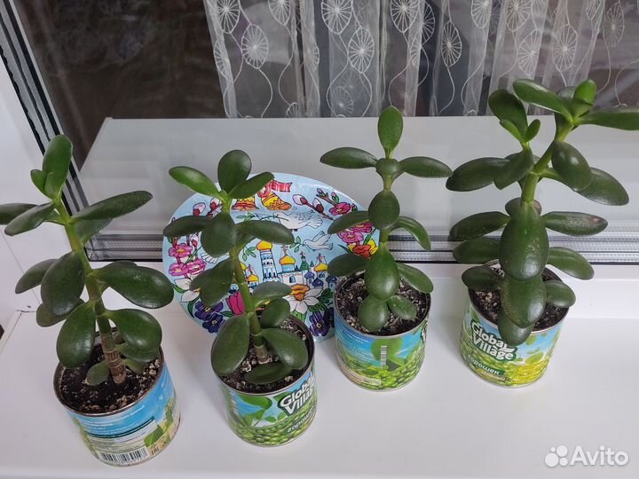 Денежное дерево