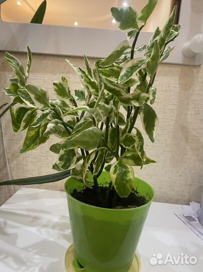 Падилантус