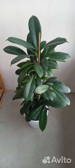Фикус Циатистипулоа 95 см