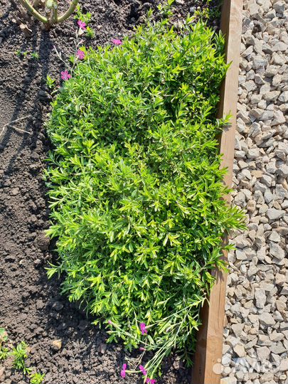 Гвоздика многолетняя почвопокровная