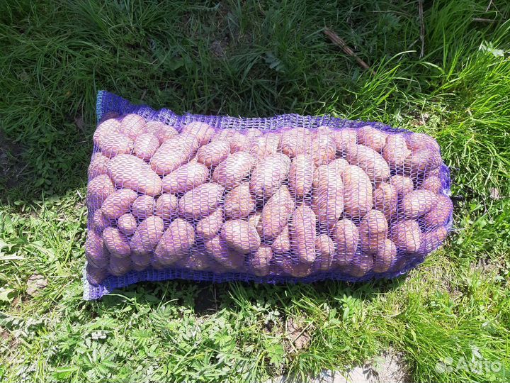 Продам картофель