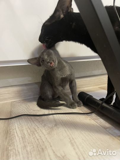 Котята ориенталы / Ориентальные котята