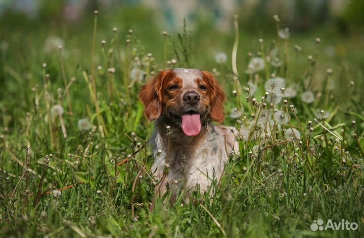 Бретонский эпаньоль