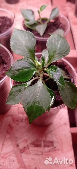 Бальзамин белый ампельный, рассада