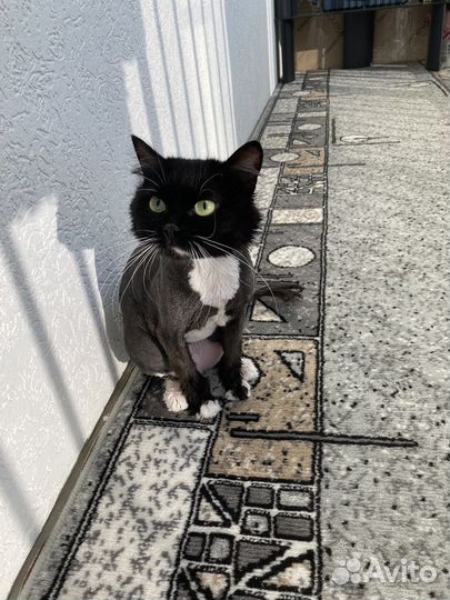Кошки бесплатно