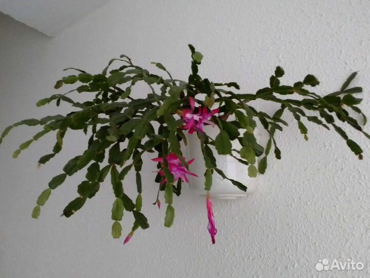 Декабрист или шлюмбергера, взрослое растение