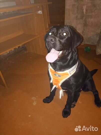 Отдам лабрадора