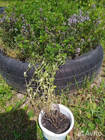 Чебрец (тимьян)