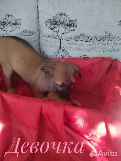 Лора в добрые ручки