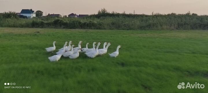 Гусята суточные