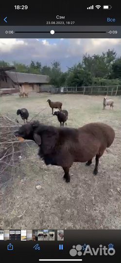 Баран породистый