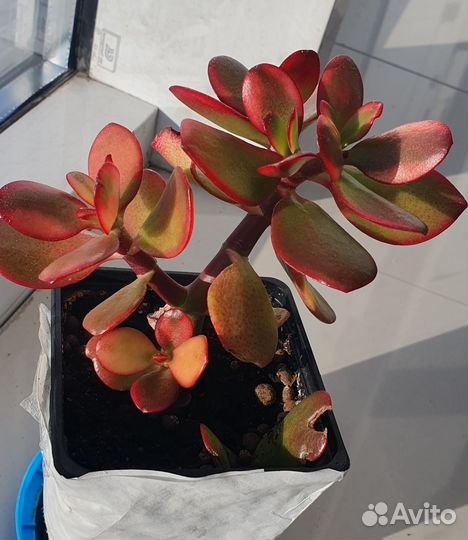 Крассула толстянка денежное дерево