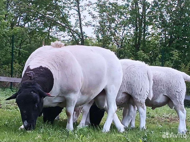 Дорпер черноголовый