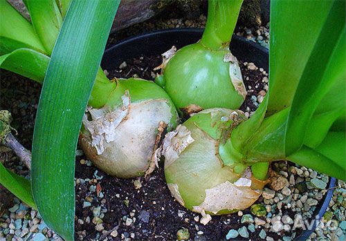 Индийский лук