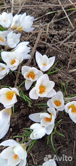 Растения цветы для сада