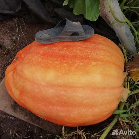 Семена тыквы Атлант