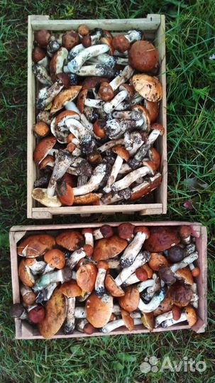 Грибы красноголовики