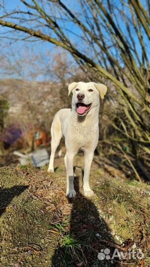 Лабрадор бесплатно