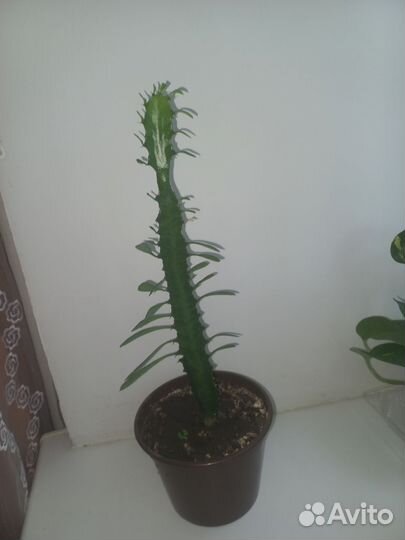 Кактус молочай