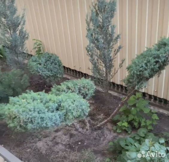 Бонсай/дарюформирующуюстрижку вподарок 2сезона