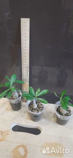 Сансевиерия,адениум мини,каланхое,пальма