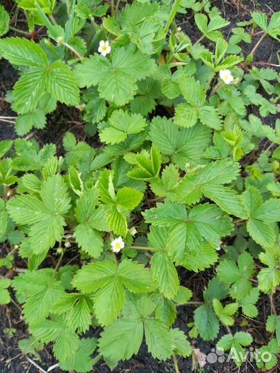 Клубника Виктория земляника ремонтантная саженцы