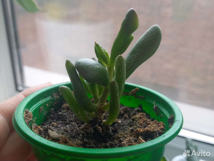 Красулла овата коралл