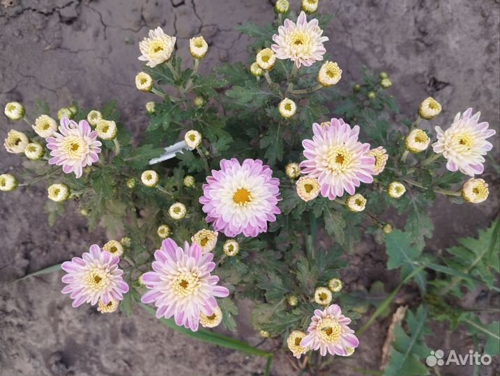 Хризантема мультифлора