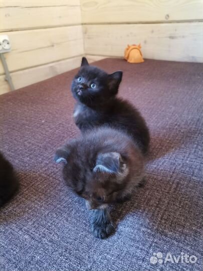 Котята в дар