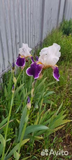 Ирисы