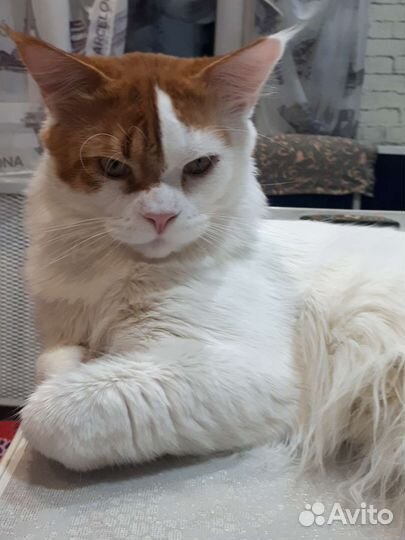 Кот мейн кун